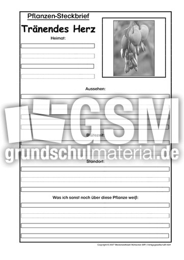 Pflanzensteckbrief-Tränendes-Herz-SW.pdf